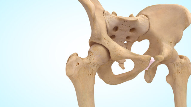 Hip joint bones of 3d illustration