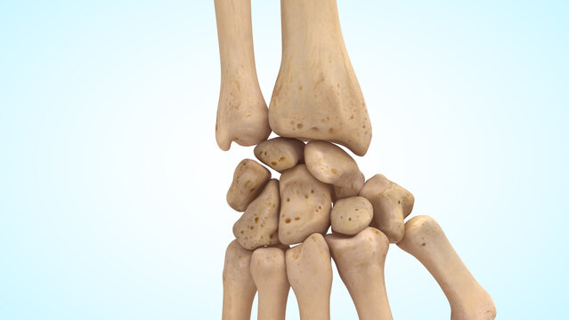 Forearm Bones Connected to the Wrist 3d illustration