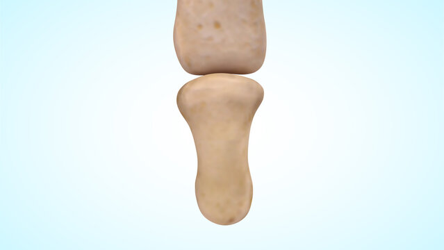 Distal interphalangeal joint bones of human hand 3d illustration