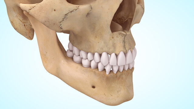 human skull with teeth of 3d illustration