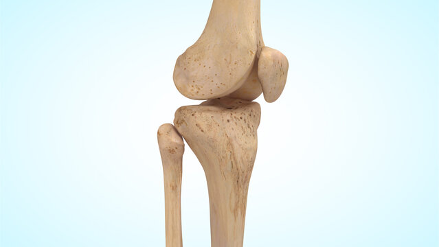 knee joint bones of 3d illustration