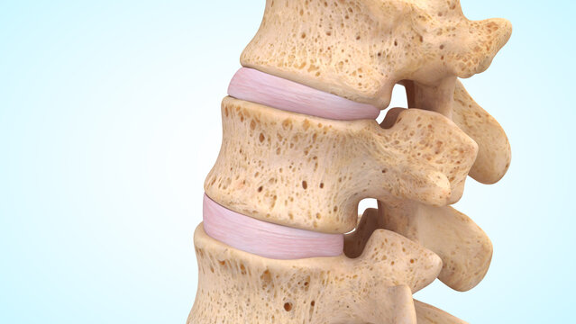 Lateral view of the Vertebral Column bones of 3d illustration
