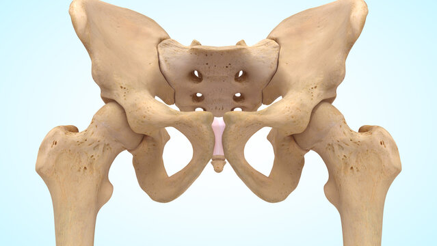 Lower limb bones of 3d illustration