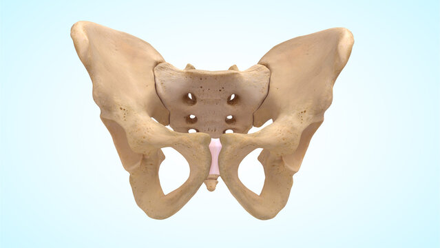 Lower limb bones of pelvic region 3d illustration