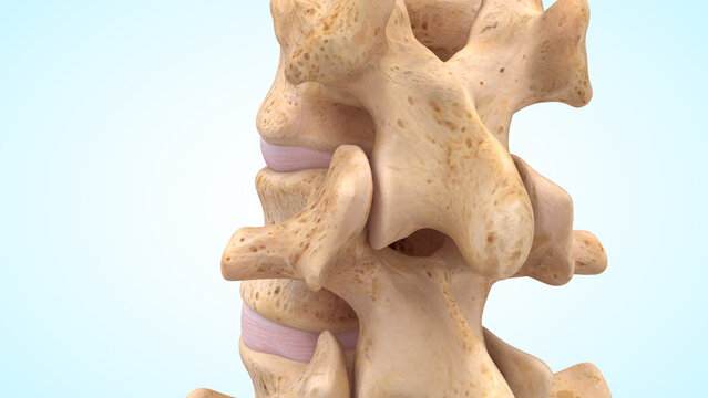 Posterior view of the Vertebral Column bones of 3d illustration
