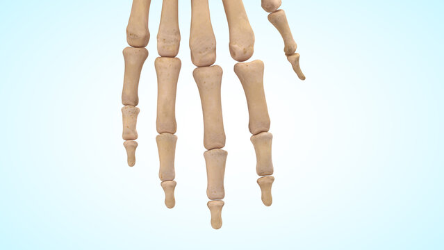 Phalanges bones of the hand 3d illustration