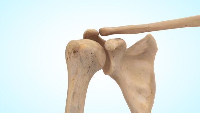 Shoulder joint bones of 3d illustration