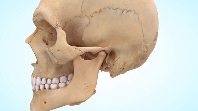 Temporomandibular joint of 3d illustration