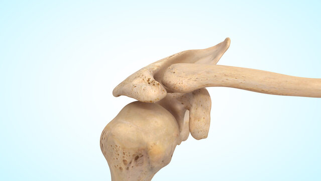 Shoulder joint bones of 3d illustration