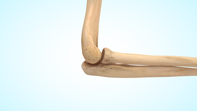 The elbow joint bones 3d illustration