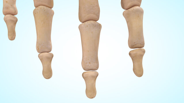 The middle and distal phalanx bones of 3d illustration