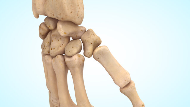 The thumb joint bones of 3d illustration