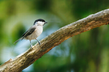 Obraz premium Marsh Tit perches on weathered branch against softly blurred woodland background outdoors
