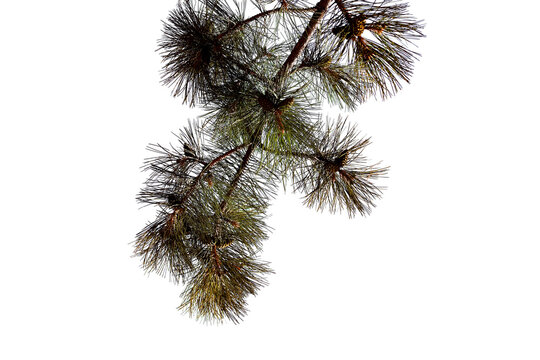 Photo of a natural pine branch. Close-up. Nature. Pine forest. Transparent background.