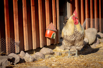 rooster in the farm © Jessica