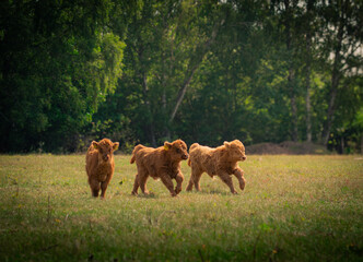 highland cattle cows © Jessica