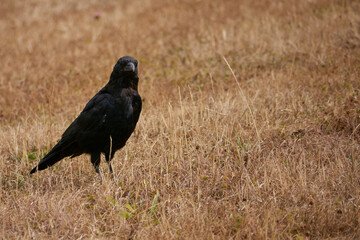 Fototapeta premium crow on parched grass, space for copy, eye contact. Space for copy