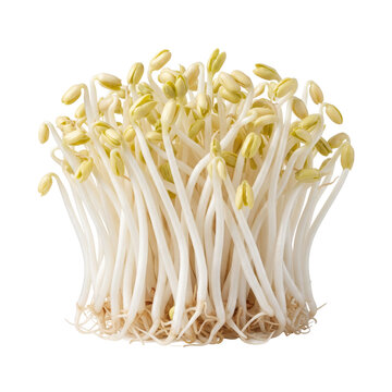Fresh organic mung bean sprouts bunch