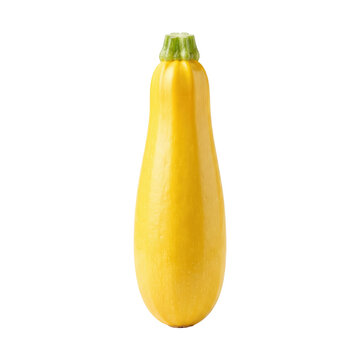 Single fresh ripe yellow zucchini summer squash