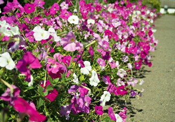 Obraz premium Row of pink and white petunia flowers outdoors