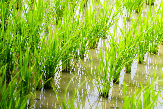 Vibrant green rice plants growing densely in a summer paddy field in Japan