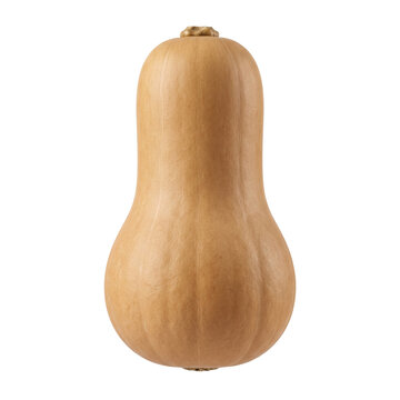 Fresh whole butternut squash winter gourd