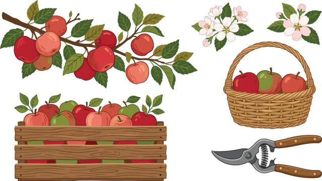 Apple Harvest Botanical Vector Set featuring Fruit Branches, Wooden Crate, Wicker Basket, Apple Blossoms, and Garden Pruning Shears for Agricultural Designs