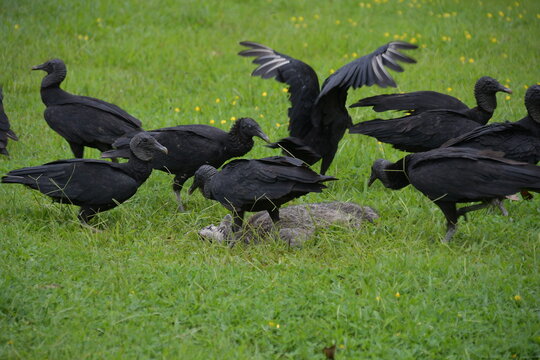Rabengeier Costa Rica