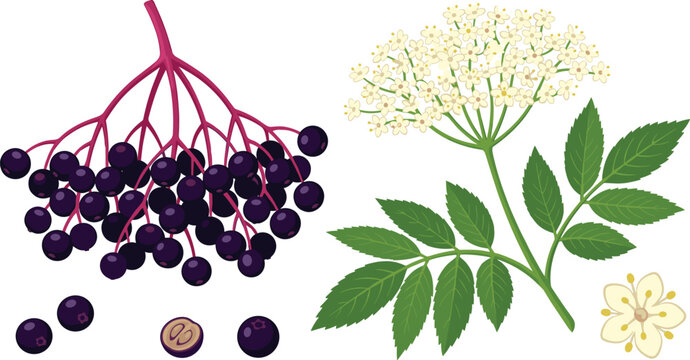Elderberry Botanical Clipart Vector Set with Fresh Ripe Berry Clusters, Blossoming Elderflowers, Green Leaves, and Slice for Herbal Medicine Designs