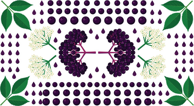 Elderberry Symmetrical Layout Vector Elements with Clusters, White Elderflowers, Green Leaves, and Juice Droplets for Healthy Syrup and Tea Packaging Designs