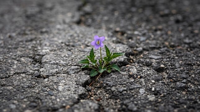 Single purple violet flower blooming through crack in dark asphalt road surface, resilience and hope, nature overcoming obstacles, springtime renewal symbol, urban wildlife