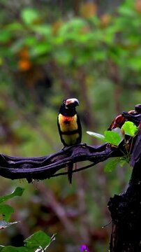 Collared Aracari Toucan Perched on a Rain Soaked Tropical Branch