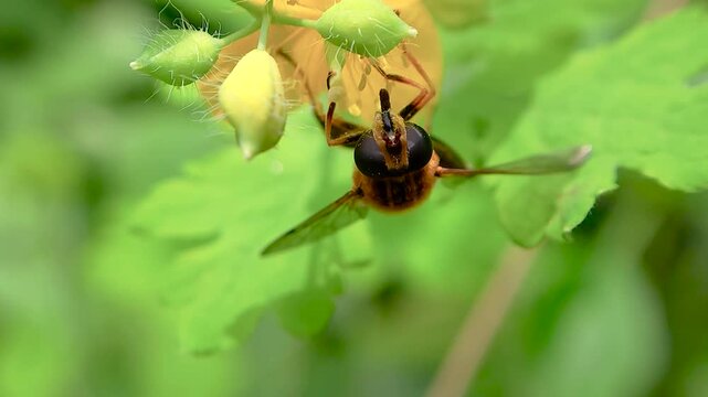 한국,곤충,수중다리꽃등에,꽃등에,Korea, Insect, Hoverfly