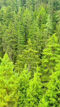 4K Vertical shot of Pine tree forest on Himalayan mountains of the Dhauladhar range as seen from near Kullu in Himachal Pradesh, India. Scenic view of Pine trees on mountain. Scenic natural background