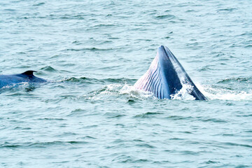 Bryde whale surfacing with open mouth while lunge feeding in the ocean. Close-up view of throat pleats and head emerging from sea water. Wildlife and marine life photography in natural habitat. © sirawut