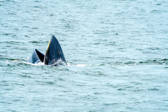Bryde whale opening its mouth wide to feed on small fish in the calm blue ocean. Incredible wildlife photography showcasing the filter-feeding behavior of a baleen whale in its natural habitat.