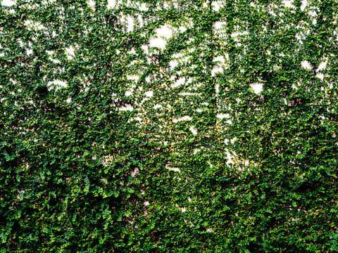 Lush green creeping fig vines climbing over a white outdoor wall. Dense foliage creating a natural texture background. Eco-friendly vertical garden and sustainable landscaping wall decoration.
