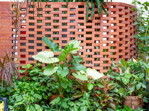 Lush green tropical plants growing in front of a decorative perforated red brick wall. The architectural garden features elephant ear leaves and diverse foliage in a modern outdoor landscape.