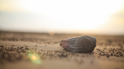 Seashell resting on a sandy beach at sunset with warm golden light and a soft coastal atmosphere © Ade