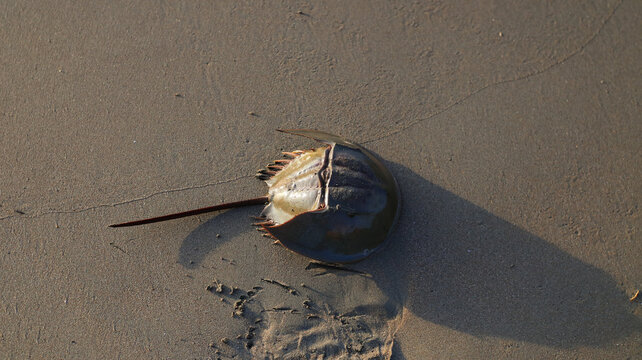 Horseshoe crab resting on sandy beach, highlighting marine wildlife and coastal nature