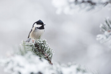 Coal tit in winter © Alexander Erdbeer
