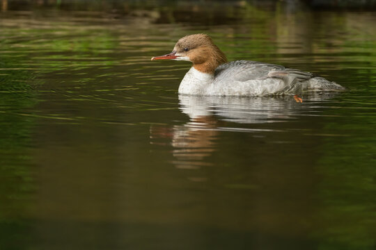 Swimming common merganser