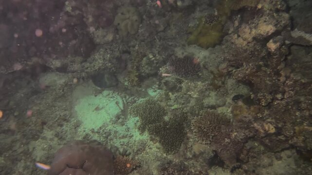 eel from fiji