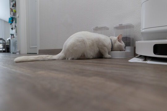 White cat eats from pet feeding bowl in cozy indoor home with storage and robot vacuum.