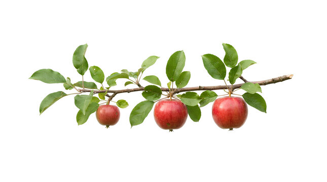 Branch of fresh red apples with vibrant green leaves PNG. Three ripe fruits hang naturally from a textured woody stem.