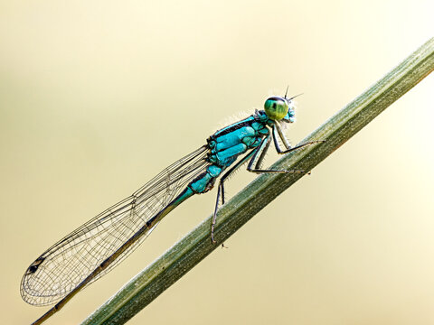 Agrion &eacute;l&eacute;gant (Ischnura elegans) bleu pos&eacute; sur une tige en macrophotographie
