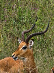 impala in the savannah © Dida