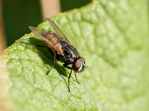 Mouche d&rsquo;automne (Musca autumnalis) pos&eacute;e sur une feuille