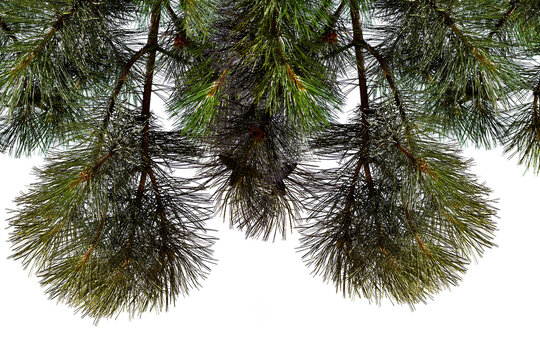 Photo of a natural pine branch. Close-up. Nature. Pine forest. Transparent background.