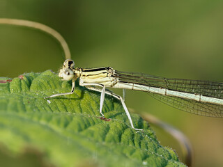 Agrion à larges pattes (Platycnemis pennipes) sur feuillage vert © Colombe Delons